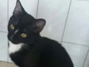 Gato raça VIRA LATA  idade 2 a 6 meses nome PRETINHA 