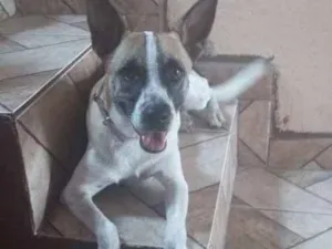 Cachorro raça Fox Paulistinha idade 7 a 11 meses nome Sol