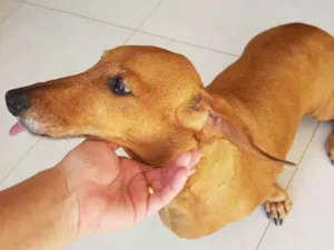 Cachorro raça Teckel idade 6 ou mais anos nome Clara
