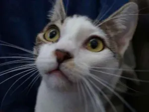 Gato raça  idade 2 a 6 meses nome Polvilho