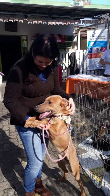 Cachorro ra a SRD idade 1 ano nome Avatar