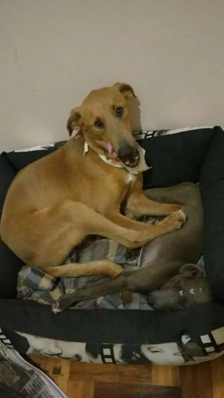 Cachorro ra a SRD idade 1 ano nome Avatar