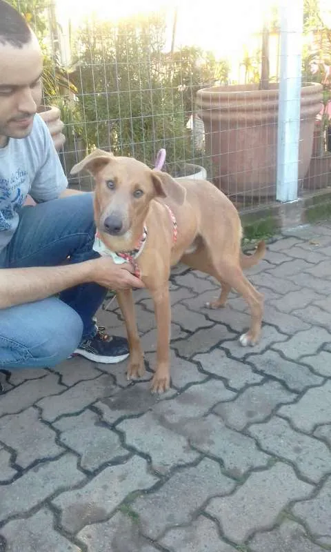 Cachorro ra a SRD idade 1 ano nome Avatar