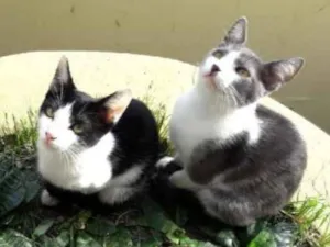 Gato raça indefinida  idade 7 a 11 meses nome Grey e Berry 