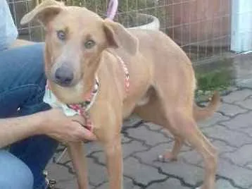 Cachorro ra a SRD idade 1 ano nome Avatar