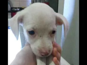 Cachorro raça SRD idade Abaixo de 2 meses nome Branca