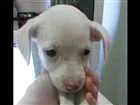 Cachorro raça SRD idade Abaixo de 2 meses nome Branca
