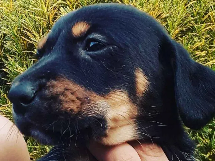 Cachorro ra a Vira lata idade 2 a 6 meses nome Pretinha
