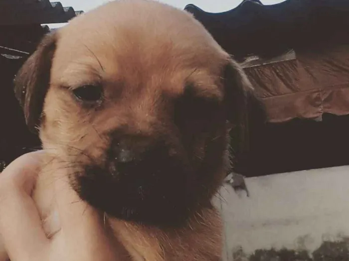 Cachorro ra a Vira lata idade 2 a 6 meses nome Caramelo