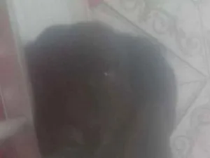 Cachorro raça Mestiço vira-lata  com labrado idade 3 anos nome Pretinha