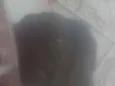 Pretinha