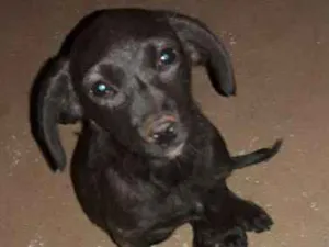 Cachorro raça  idade  nome Nao tem