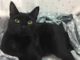 POMPOM