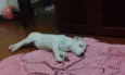 Pipoca 