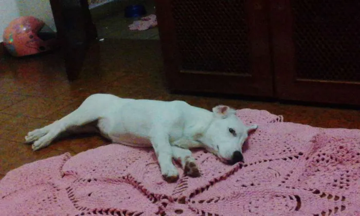 Cachorro ra a Nao tem raca definida idade 4 anos nome Pipoca 