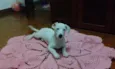 Pipoca 