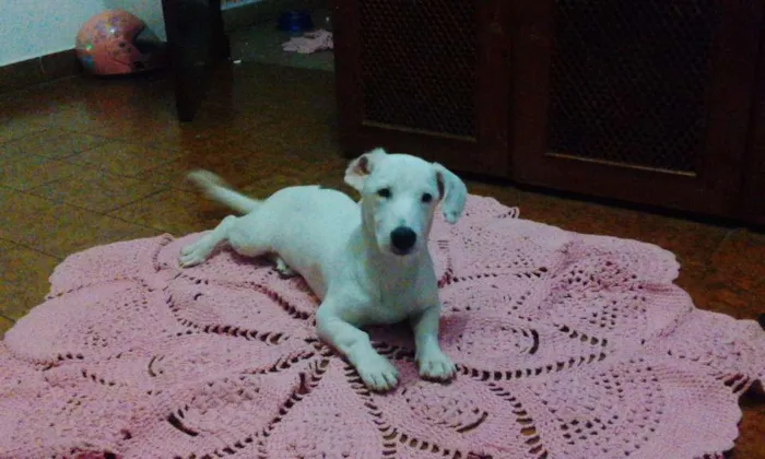 Cachorro ra a Nao tem raca definida idade 4 anos nome Pipoca 
