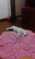 Pipoca 