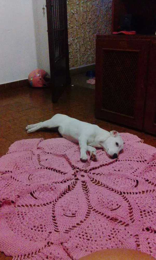 Cachorro ra a Nao tem raca definida idade 4 anos nome Pipoca 