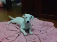 Pipoca 