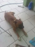Rockie