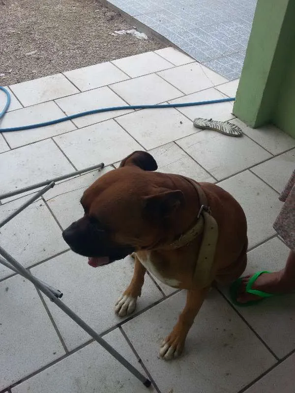 Cachorro ra a Boxer idade 6 ou mais anos nome Rockie