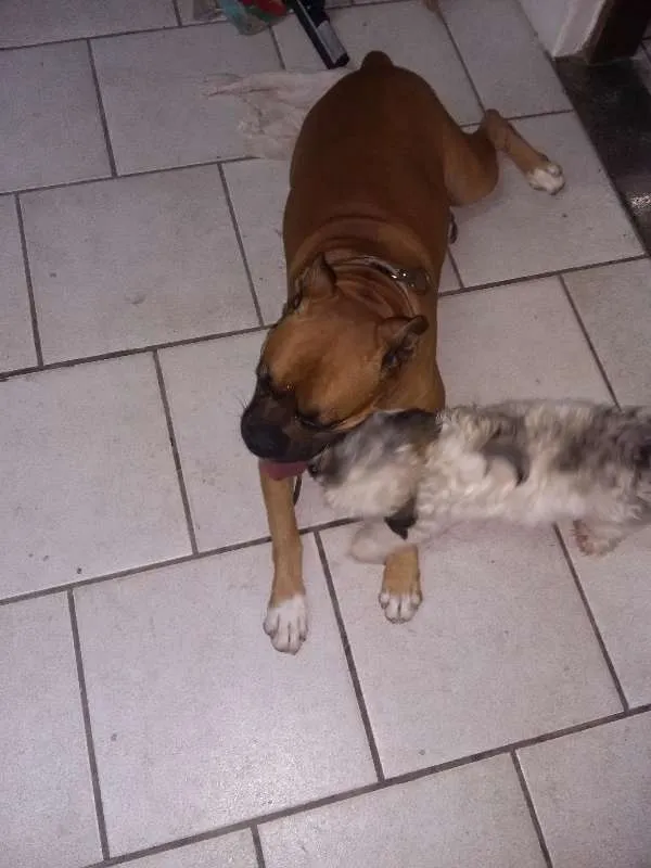 Cachorro ra a Boxer idade 6 ou mais anos nome Rockie