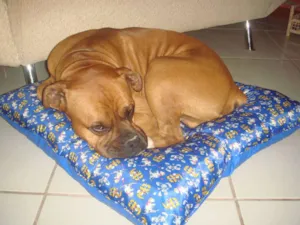 Cachorro raça Boxer idade 6 ou mais anos nome Rockie