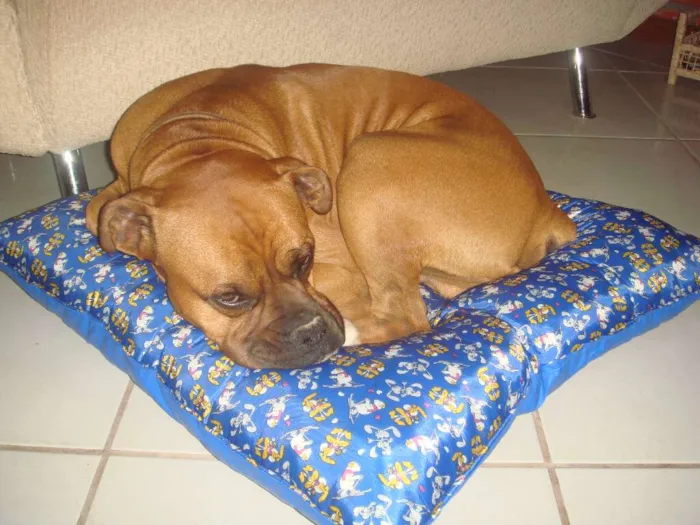 Cachorro ra a Boxer idade 6 ou mais anos nome Rockie