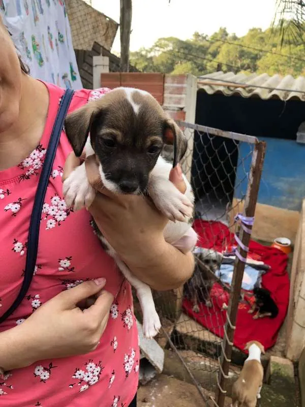 Cachorro ra a srd idade Abaixo de 2 meses nome FILHOTE 