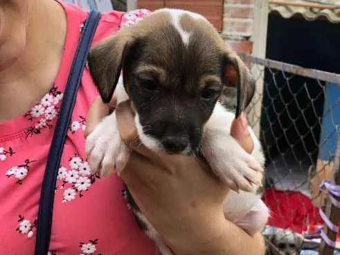 Cachorro ra a srd idade Abaixo de 2 meses nome FILHOTE 