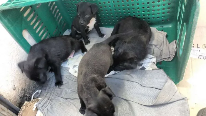 Cachorro raça VIRA LATA idade Abaixo de 2 meses nome SEM NOME 