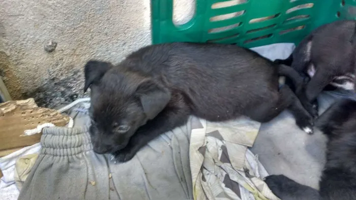 Cachorro raça VIRA LATA idade Abaixo de 2 meses nome SEM NOME 