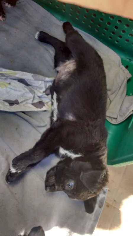 Cachorro raça VIRA LATA idade Abaixo de 2 meses nome SEM NOME 