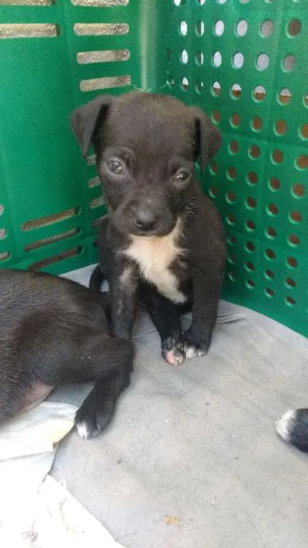 Cachorro raça VIRA LATA idade Abaixo de 2 meses nome SEM NOME 