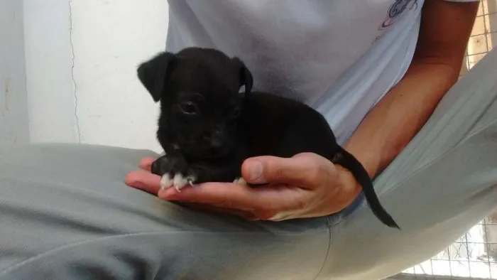 Cachorro raça VIRA LATA idade Abaixo de 2 meses nome SEM NOME 