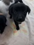 Urso e bela 
