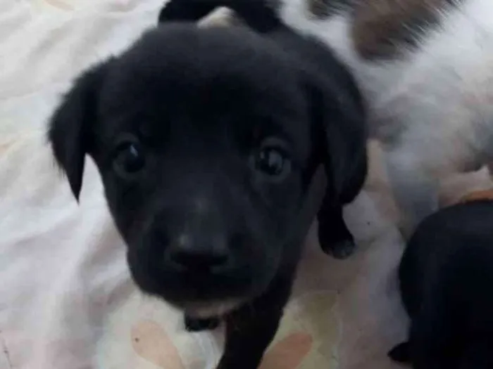 Cachorro ra a Srd idade Abaixo de 2 meses nome Urso e bela 