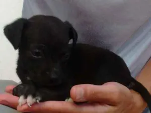 Cachorro raça VIRA LATA idade Abaixo de 2 meses nome SEM NOME 