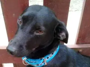 Cachorro raça tipo bassê idade 4 anos nome Thor