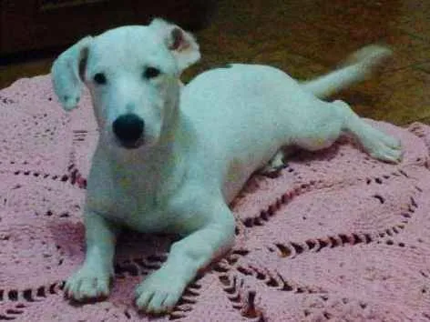 Cachorro ra a Nao tem raca definida idade 4 anos nome Pipoca 