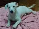 Cachorro raça Nao tem raca definida idade 4 anos nome Pipoca 