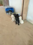 Cachorrinhos