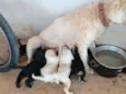 Cachorrinhos