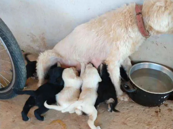 Cachorro ra a Sem raça idade Abaixo de 2 meses nome Cachorrinhos