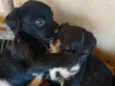 Cachorrinhos