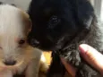 Cachorrinhos