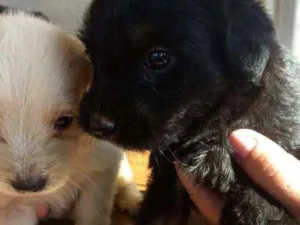 Cachorro raça Sem raça idade Abaixo de 2 meses nome Cachorrinhos