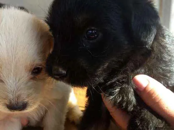 Cachorro ra a Sem raça idade Abaixo de 2 meses nome Cachorrinhos