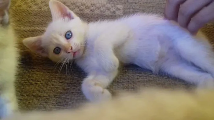 Gato ra a Não sei. São peludos. idade Abaixo de 2 meses nome Não dei nomes.